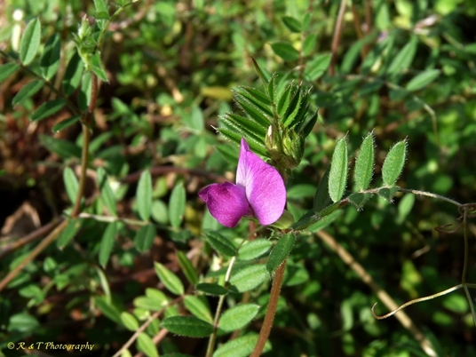 {Vicia sativa}